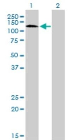 RNF111 Antibody (1C4), Novus Biologicals 0.1 mg | Buy Online | Novus Biologicals | Fisher Scientific