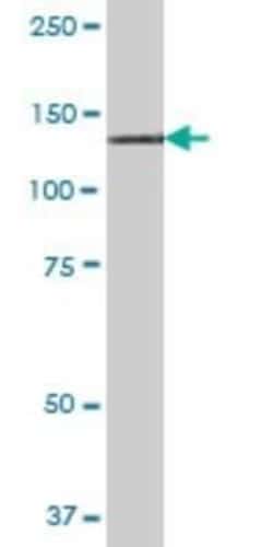 RNF111 Antibody, Novus Biologicals 0.05 mg | Buy Online | Novus Biologicals | Fisher Scientific