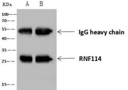 RNF114 Antibody, Novus Biologicals:Antibodies:Primary Antibodies