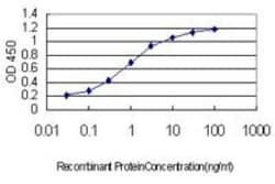RNF12 Antibody (1G10), Novus Biologicals 0.1 mg, Unconjugated:Antibodies,