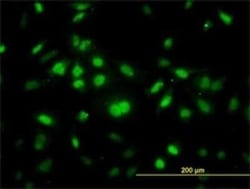 RNF12 Antibody (1G10), Novus Biologicals 0.1 mg, Unconjugated:Antibodies,