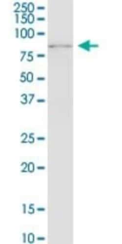RNF12 Antibody (1G10), Novus Biologicals 0.1 mg, Unconjugated:Antibodies,