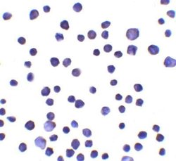 RNF121 Antibody - BSA Free, Novus Biologicals 0.1 mg; Unconjugated:Antibodies,