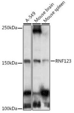 RNF123 Antibody - Azide and BSA Free, Novus Biologicals 0.02 mL, Unconjugated:Antibodies,