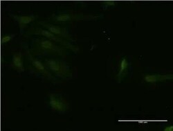 RNF125 Antibody (1D3), Novus Biologicals 0.1 mg | Buy Online | Novus Biologicals | Fisher Scientific