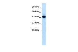 RNF135 Antibody, Novus Biologicals 100 &mu;L; Unconjugated:Antibodies,