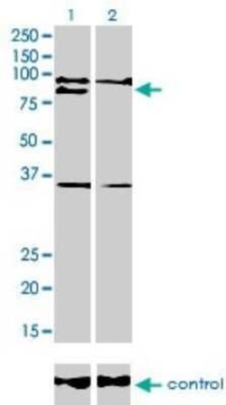 RNF141 Antibody (6D9), Novus Biologicals 0.1 mg | Buy Online | Novus Biologicals | Fisher Scientific