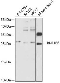 RNF166 Antibody - BSA Free, Novus Biologicals 0.1 mL, Unconjugated:Antibodies,
