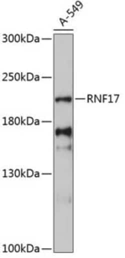 RNF17 Antibody - Azide and BSA Free, Novus Biologicals 0.02 mL; Unconjugated:Antibodies,