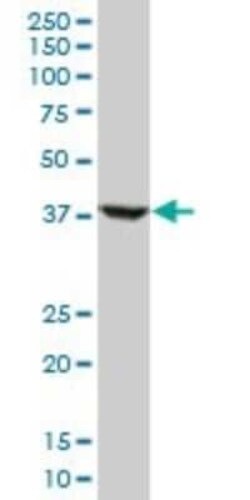 Novus Biologicals RNF2 Antibody (2B6), Novus Biologicals 0.1 mg | Buy Online | Novus Biologicals&trade; | Fisher Scientific