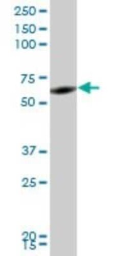 Novus Biologicals RNF2 Antibody (2B6), Novus Biologicals 0.1 mg | Buy Online | Novus Biologicals&trade; | Fisher Scientific