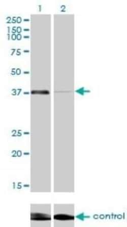RNF2 Antibody (6C2), Novus Biologicals 0.1 mg | Buy Online | Novus Biologicals | Fisher Scientific