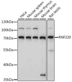 RNF220 Antibody - Azide and BSA Free, Novus Biologicals:Antibodies:Primary