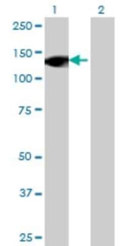 Novus Biologicals RNF40 Antibody (1C1), Novus Biologicals 0.1 mg | Buy Online | Novus Biologicals&trade; | Fisher Scientific