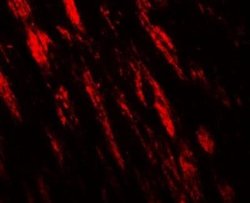 RNF70 Antibody - BSA Free, Novus Biologicals 0.1 mg; Unconjugated:Antibodies,