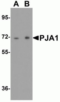 RNF70 Antibody - BSA Free, Novus Biologicals 0.1 mg; Unconjugated:Antibodies,