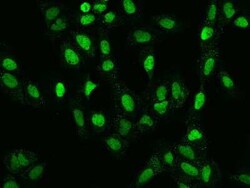 RNMT Antibody, Novus Biologicals:Antibodies:Primary Antibodies