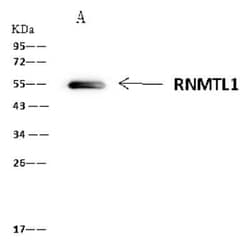 RNMTL1 Antibody, Novus Biologicals 100 &mu;g, Unconjugated:Antibodies,