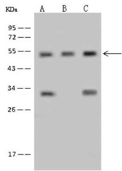 RNMTL1 Antibody, Novus Biologicals 100 &mu;g, Unconjugated:Antibodies,
