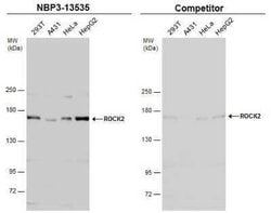 ROCK2 Antibody (GT11712), Novus Biologicals 100 &mu;g | Buy Online | Novus Biologicals | Fisher Scientific