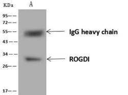 ROGDI Antibody, Novus Biologicals:Antibodies:Primary Antibodies