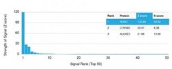 ROR gamma/RORC/NR1F3 Mouse anti-Human, Clone: RORC/2941, Novus Biologicals