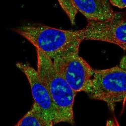 RP11-195F19.5 Antibody, Novus Biologicals:Antibodies:Primary Antibodies