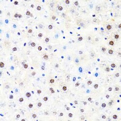 RPB2 Antibody - BSA Free, Novus Biologicals 0.1 mL; Unconjugated:Antibodies,