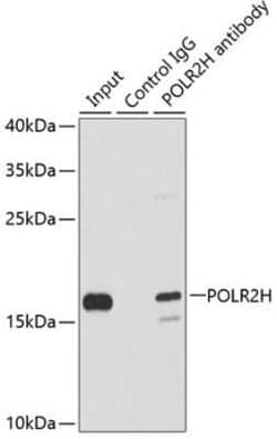 RPB8 Antibody - BSA Free, Novus Biologicals 0.1 mL; Unconjugated:Antibodies,