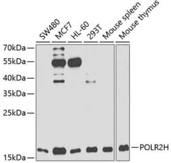 RPB8 Antibody - BSA Free, Novus Biologicals 0.1 mL; Unconjugated:Antibodies,
