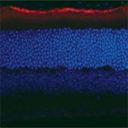 RPE65 Antibody (401.8B11.3D9) - Azide and BSA Free, Novus Biologicals 0.2