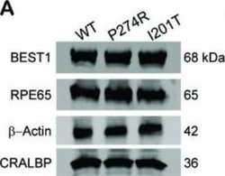 RPE65 Antibody (401.8B11.3D9) - Azide and BSA Free, Novus Biologicals 0.2