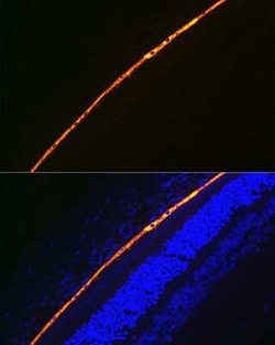 RPE65 Rabbit anti-Mouse, Rat, Clone: 5X1F6, Novus Biologicals 100 &mu;g;