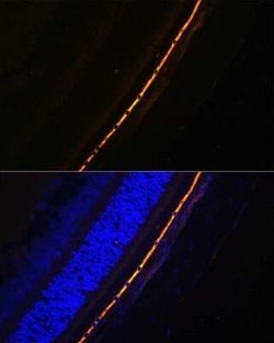 RPE65 Antibody - BSA Free, Novus Biologicals:Antibodies:Primary Antibodies