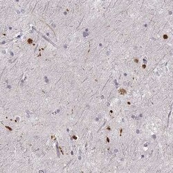 RPIP8 Antibody, Novus Biologicals:Antibodies:Primary Antibodies