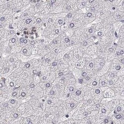 RPIP8 Antibody, Novus Biologicals:Antibodies:Primary Antibodies