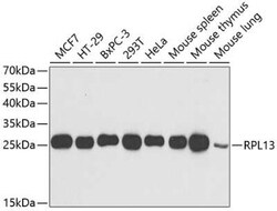 RPL13 Antibody - BSA Free, Novus Biologicals 0.02 mL | Buy Online | Novus Biologicals | Fisher Scientific