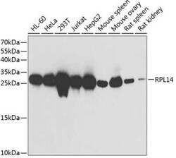 RPL14 Antibody - BSA Free, Novus Biologicals 0.1 mL | Buy Online | Novus Biologicals | Fisher Scientific