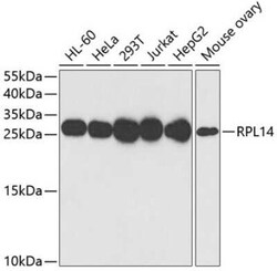 RPL14 Antibody - BSA Free, Novus Biologicals 0.1 mL | Buy Online | Novus Biologicals | Fisher Scientific