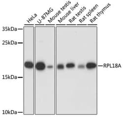 RPL18A Antibody - Azide and BSA Free, Novus Biologicals 0.1 mL; Unconjugated:Antibodies,