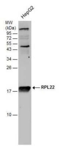 RPL22 Antibody, Novus Biologicals 100 &mu;g; Unconjugated:Antibodies, Polyclonal
