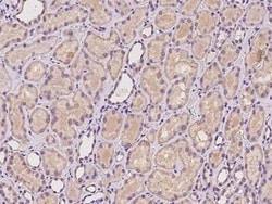 RPL23A Antibody, Novus Biologicals:Antibodies:Primary Antibodies