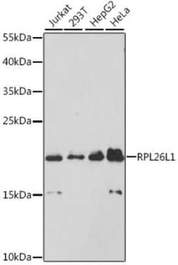 RPL26L1 Antibody - Azide and BSA Free, Novus Biologicals:Antibodies:Primary