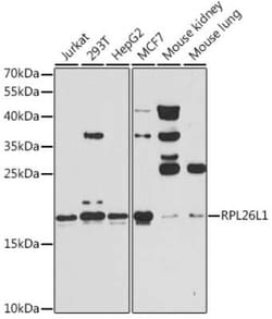 RPL26L1 Antibody - Azide and BSA Free, Novus Biologicals:Antibodies:Primary
