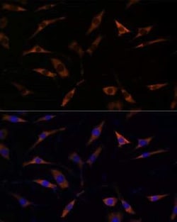 RPL28 Antibody - Azide and BSA Free, Novus Biologicals 0.02 mL | Buy Online | Novus Biologicals | Fisher Scientific