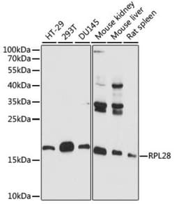 RPL28 Antibody - Azide and BSA Free, Novus Biologicals 0.02 mL | Buy Online | Novus Biologicals | Fisher Scientific