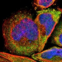 RPL3 Antibody, Novus Biologicals 0.1 mL | Buy Online | Novus Biologicals | Fisher Scientific