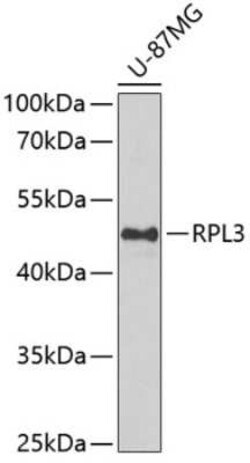 RPL3 Antibody - BSA Free, Novus Biologicals 0.1 mL; Unconjugated:Antibodies,