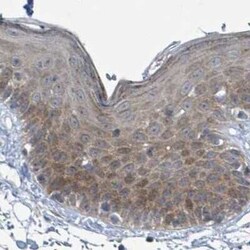 RPL32 Antibody, Novus Biologicals:Antibodies:Primary Antibodies
