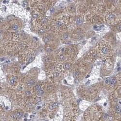 RPL32 Antibody, Novus Biologicals:Antibodies:Primary Antibodies